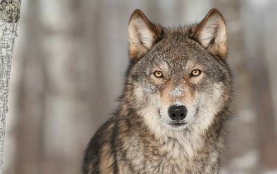 Zdjęcie do Spotkania z wilkami &ndash; co trzeba wiedzieć i jak się zachować